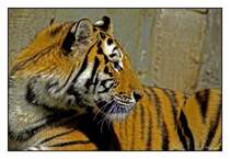 Tiger im Zoo Leipzig, Bearbeitet mit Photoshop CS 3, 17.08.2008