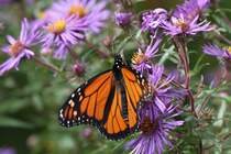 Monarchfalter (Danaus plexippus) am 14.9.2010 am Saint-Lawrence-River.