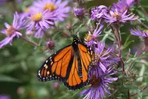 Monarchfalter (Danaus plexippus) am 14.9.2010 am Saint-Lawrence-River.