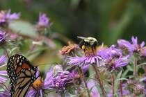 Diese Amerikanische Pelzbiene (Anthophora sp.) war schon fleiig und hat etweas Nektar am Bein kleben. Saint-Lawrence-River am 14.9.2010.