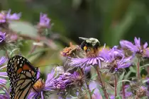 Diese Amerikanische Pelzbiene (Anthophora sp.) war schon flei�ig und hat etweas Nektar am Bein kleben. Saint-Lawrence-River am 14.9.2010.