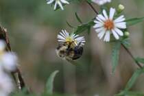 Amerikanische Pelzbiene (Anthophora sp.) am 14.9.2010 am Saint-Lawrence-River.
