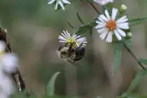 Amerikanische Pelzbiene (Anthophora sp.) am 14.9.2010 am Saint-Lawrence-River.
