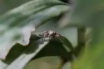White-streaked Brown Jumping Spider am 14.9.2010 am Saint-Lawrence-River.