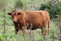 Rotes Aberdeen Angus mit einem weiem Haken auf der Stirn. In der Nhe von Smith Falls,On am 14.4.2010.