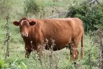 Rotes Aberdeen Angus mit einem wei�em Haken auf der Stirn. In der N�he von Smith Falls,On am 14.4.2010.