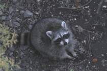 Bettelnder Waschbr (Procyon lotor) am 17.9.2010 bei Quebec City. 