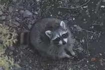 Bettelnder Waschb�r (Procyon lotor) am 17.9.2010 bei Quebec City. 