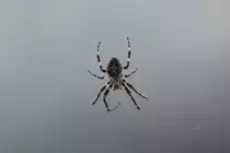 Br�ckenkreuzspinne oder Br�ckenspinne (Larinioides sclopetarius) auf einer Fu�g�ngerbr�cke am 17.9.2010 bei Quebec City.
