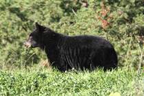 Amerikanischer Schwarzbr (Ursus americanus) beim Grasen am 18.9.2010 in Quebec. Er lt sich auch durch ein angehaltenes Auto nicht aus der Ruhe bringen. Er wird wohl wissen, dass er im Naturschutzgebiet sicher ist.