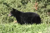 Amerikanischer Schwarzb�r (Ursus americanus) beim Grasen am 18.9.2010 in Quebec. Er l��t sich auch durch ein angehaltenes Auto nicht aus der Ruhe bringen. Er wird wohl wissen, dass er im Naturschutzgebiet sicher ist.