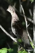 Kragenhuhn (Bonasa umbellus) am 18.9.2010 in den W�ldern von Quebec.