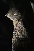 Portrait eines Kragenhuhnes (Bonasa umbellus) am 18.9.2010 in den W�ldern von Quebec.