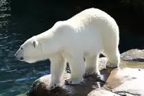 Eisb�r am 18.9.2010 im Zoo Sauvage de Saint-F�licien,QC.