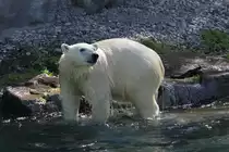 Eisb�r am 18.9.2010 im Zoo Sauvage de Saint-F�licien,QC.
