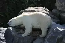 Er r�stet sich zum Sprung um keinen Happen zu verpassen. Zoo Sauvage de Saint-F�licien,QC am 18.9.2010.