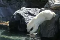 Kopfsprung von den Klippen. Zoo Sauvage de Saint-F�licien,QC am 18.9.2010.