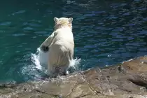 Von der Seite kommt die Kunkurenz. Zoo Sauvage de Saint-F�licien,QC am 18.9.2010.