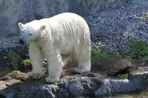 Kein  begossener Pudel , sondern ein begossener Eisb�r. Zoo Sauvage de Saint-F�licien,QC am 18.9.2010.