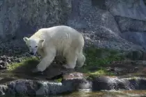 Wasseroberfl�che anvisieren und... Zoo Sauvage de Saint-F�licien,QC am 18.9.2010.