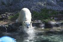... nach jeden Happen springen. Zoo Sauvage de Saint-Flicien,QC am 18.9.2010.