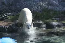 ... nach jeden Happen springen. Zoo Sauvage de Saint-F�licien,QC am 18.9.2010.