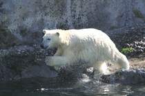 Das wird ein Bauchklatscher. Zoo Sauvage de Saint-Flicien,QC am 18.9.2010.