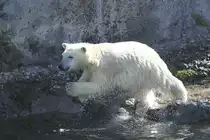Das wird ein Bauchklatscher. Zoo Sauvage de Saint-F�licien,QC am 18.9.2010.