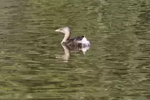 Bindentaucher (Podilymbus podiceps) am 18.9.2010 im Zoo Sauvage de Saint-F�licien,QC.