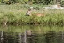 Ein Wei�wedelhirsch (Odocoileus virginianus) hat es sich auf der anderen Flu�seite bequem gemacht. Zoo Sauvage de Saint-F�licien,QC am 18.9.2010.