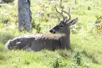 M�nnlicher Wei�wedelhirsch (Odocoileus virginianus) im Wald. Stolz zeigt er sein Geweih den vorbeifahrenden Besuchern. Zoo Sauvage de Saint-F�licien,QC am 18.9.2010.
