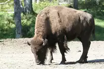 Amerikanischer Bison (Bison bison) am 18.9.2010 im Zoo Sauvage de Saint-F�licien,QC.