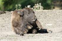 Amerikanischer Bison (Bison bison) am 18.9.2010 im Zoo Sauvage de Saint-Flicien,QC.
