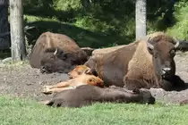 Siesta! Amerikanische Bisons (Bison bison) am 18.9.2010 im Zoo Sauvage de Saint-F�licien,QC.

