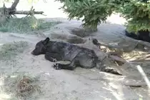 Timberwolf (Canis lupus lycaon) am 18.9.2010 im Zoo Sauvage de Saint-F�licien,QC. 
