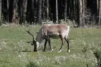 Rentier oder hier auch Karibu genannt (Rangifer tarandus) am 18.9.2010 im Zoo Sauvage de Saint-F�licien,QC. 