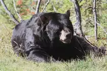 Amerikanische Schwarzb�r (Ursus americanus) am 18.9.2010 bei der Safari im Zoo Sauvage de Saint-F�licien,QC.