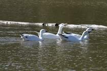 Sie knnen den Schnabel einfach nicht halten.
Schneegnse (Anser caerulescens) am 18.9.2010 bei der Safari im Zoo Sauvage de Saint-Flicien,QC.
