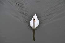 Ein Schwan, schwimmt auf der Leine in Hannover, am 28.September 10