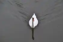 Ein Schwan, schwimmt auf der Leine in Hannover, am 28.September 10