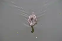 Junger H�ckerschwan in der Mauser, auf Leine in Hannover, am 28.09.2010. Vielen dank an Gilbert f�r die Richtige Info.