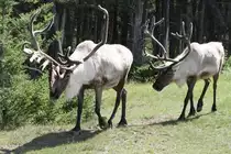 Die Zwei haben schon eine Menge Gewicht mit sich herumzutragen. Rener (Rangifer tarandus) am 18.9.2010 im Zoo Sauvage de Saint-F�licien,QC.