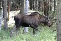 Westkanadischer Elch (Alces alces andersoni) am 18.9.2010 bei der Safari im Zoo Sauvage de Saint-F�licien,QC.