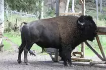 Amerikanischer Bison (Bison bison) am 18.9.2010 im Zoo Sauvage de Saint-F�licien,QC.