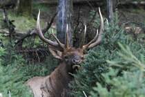 Ein Wapiti (Cervus canadensis) schaut hinter einem Gebsch hervor und zeigt stolz sein Geweih. Zoo Sauvage de Saint-Flicien,QC am 18.9.2010.
