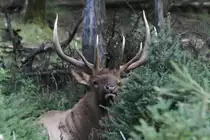 Ein Wapiti (Cervus canadensis) schaut hinter einem Geb�sch hervor und zeigt stolz sein Geweih. Zoo Sauvage de Saint-F�licien,QC am 18.9.2010.
