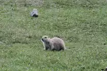 Schwarzschwanz-Pr�riehund (Cynomys ludovicianus) am 18.9.2010 im Zoo Sauvage de Saint-F�licien,QC.