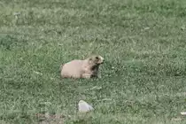 Schwarzschwanz-Pr�riehund (Cynomys ludovicianus) am 18.9.2010 im Zoo Sauvage de Saint-F�licien,QC.