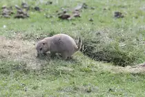 Schwarzschwanz-Pr�riehund (Cynomys ludovicianus) am 18.9.2010 im Zoo Sauvage de Saint-F�licien,QC.