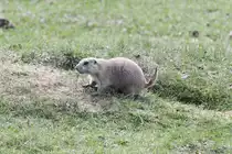 Schwarzschwanz-Pr�riehund (Cynomys ludovicianus) am 18.9.2010 im Zoo Sauvage de Saint-F�licien,QC.
